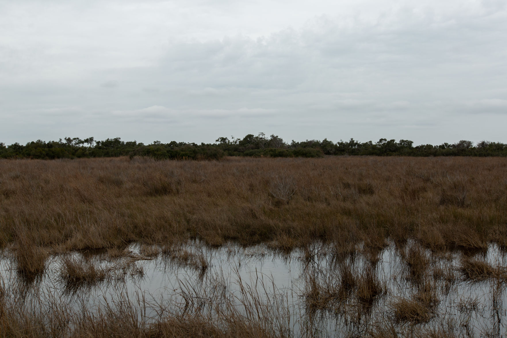 Bald Eagle nest